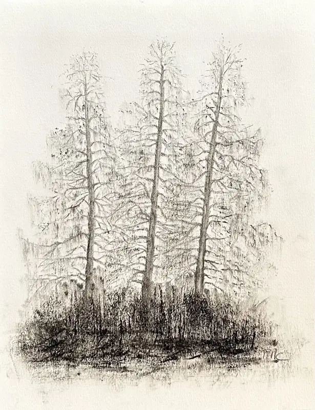 Charcoal drawing: three slender trees above the undergrowth